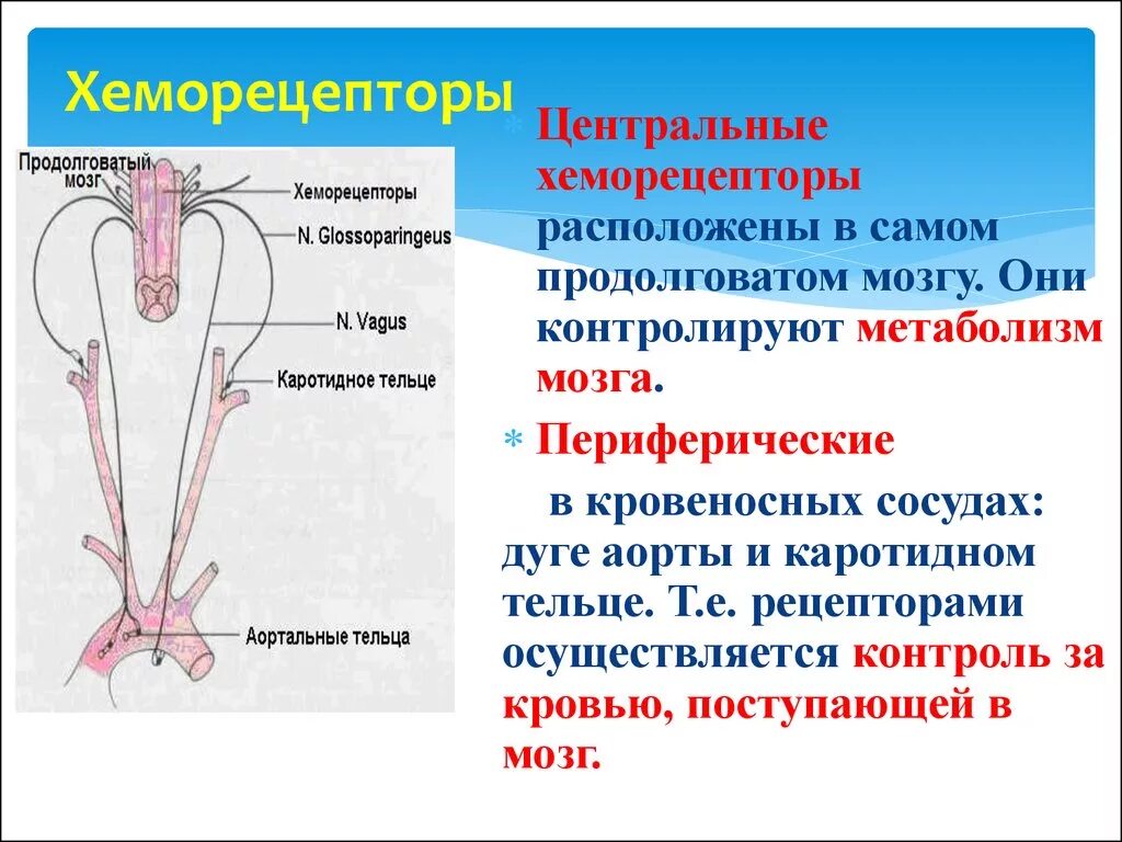 Локализация периферических хеморецепторов. Роль периферических хеморецепторов в регуляции дыхания. Хеморецепторы дыхания роль. Регуляция дыхания Центральный хеморецептор.