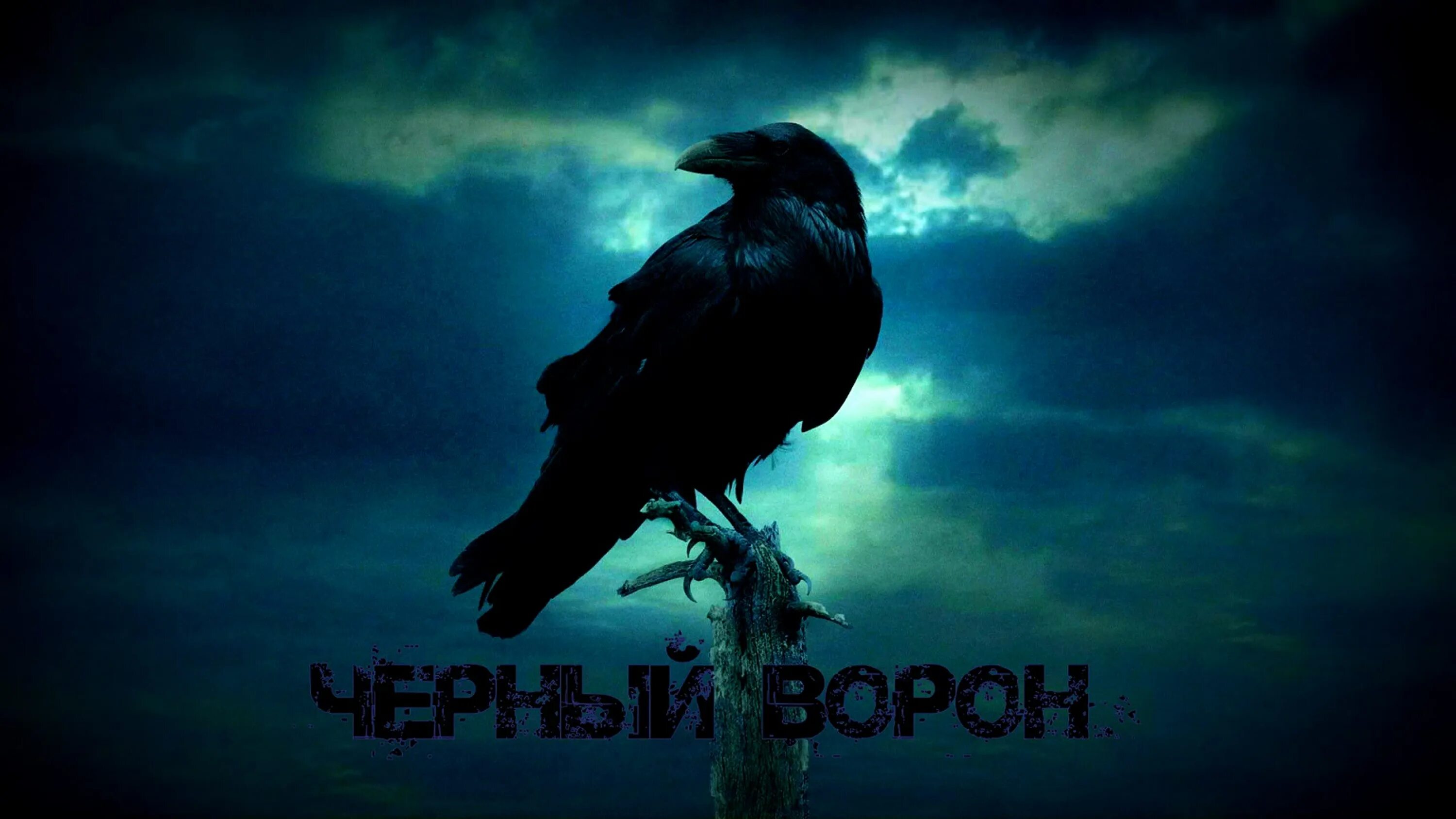 Черный ворон. Ворон видео песня. Ворон видео песня. Чёрный ворон казачья. Черный ворон ростовский.