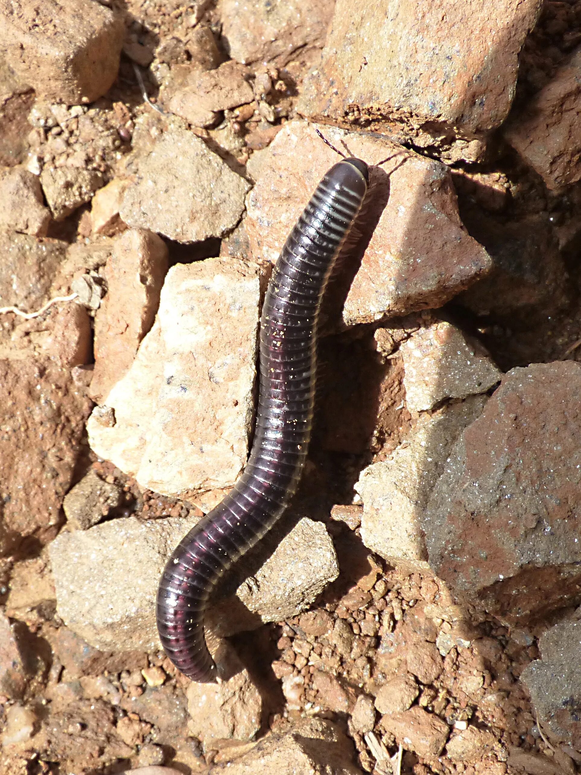 Древоточец многоножка. Многоножка Millipede. Черви сороконожка многоножка. Губоногая многоножка.