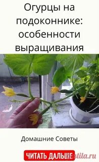 Чем подкормить огурцы на подоконнике