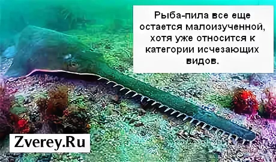 Анекдот про учителя биологии и рыбу пилу. Анекдот про учителя биологии и рыбу пилу. Анекдот про учителя биологии и рыбу пилу. Анекдот про учителя биологии и рыбу пилу. Анекдот про учителя биологии и рыбу пилу.