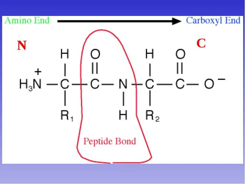 What is Peptide Bond. Жип пептид. Пептидная связь оптическая. Пептид HB A.