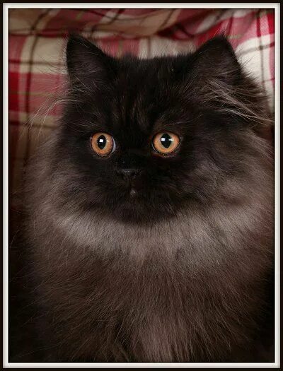 Персидская кошка черная. Шоколадный перс. Шоколадный персидский кот. Шоколадная Персидская кошка. От персидской кошки с шоколадной окраской