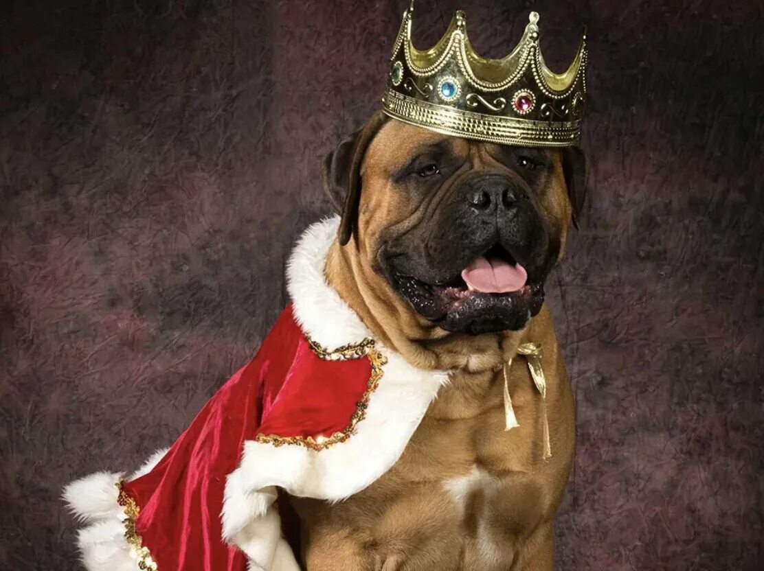 Год собаки история. Пес Саур Король Норвегии. Собака царь. Король собака. Собака в короне.