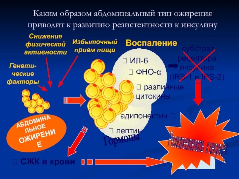 Инсулин чувство голода. Лептин и инсулин. Инсулин и лишний вес. Инсулин гормон. Чувствительность к инсулину снижается.