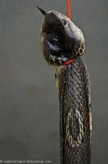 Каких змей едят