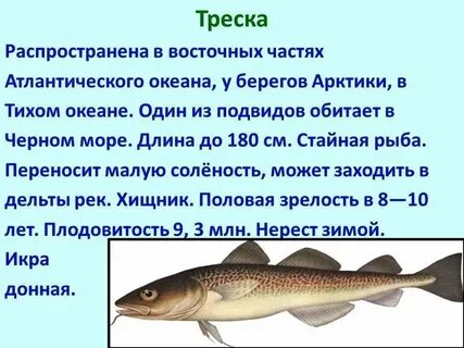 Морская рыба характеристика