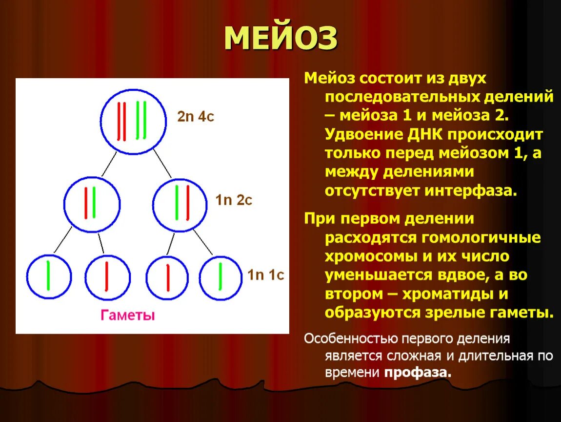 Гаметы делятся мейозом. Мейоз. Мецох. Мейоз схема. Мейоз это в биологии.