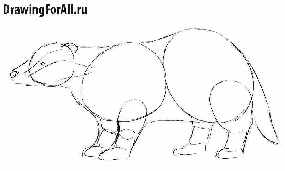 Барсук медоед нарисовать поэтапно. Как нарисовать барсука поэтапно. Барсук поэтапное рисование. Барсук поэтапное рисование. Барсук поэтапное рисование.