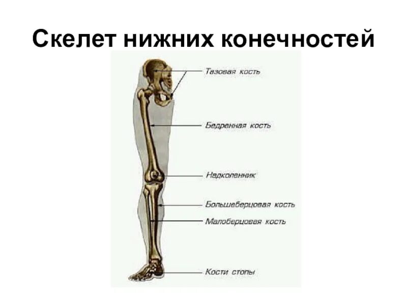 Туловище нижних конечностей