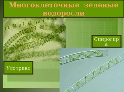 К каким систематическим группам относится улотрикс