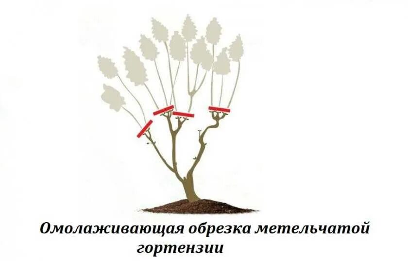 Как сформировать г