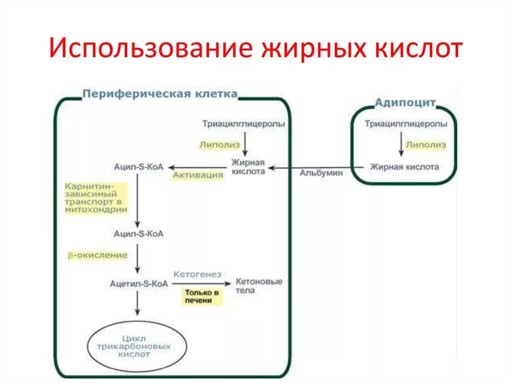 Схема мобилизации жира из жировой ткани. Метаболизм липидов жирные кислоты реакции. Схема синтеза жирных кислот в печени. Липолиз биохимия схема жиров.