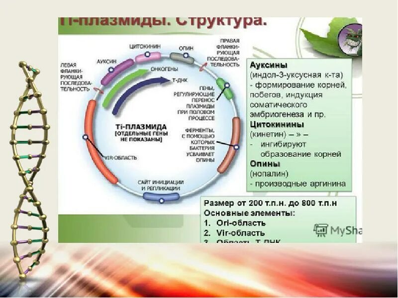 Строение плазмиды. Структура плазмид. Строение плазмиды бактерий. Структура плазмиды. К плазмидам относятся