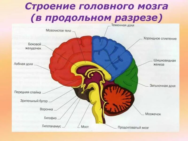 Укажите название отделов мозга. Схема строения отделов головного мозга. Продольный разрез головного мозга схема. Головной мозг продольный разрез анатомия. Схема внутреннего строения головного мозга.