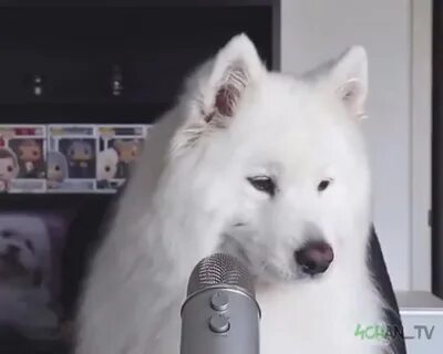 Асмр собака