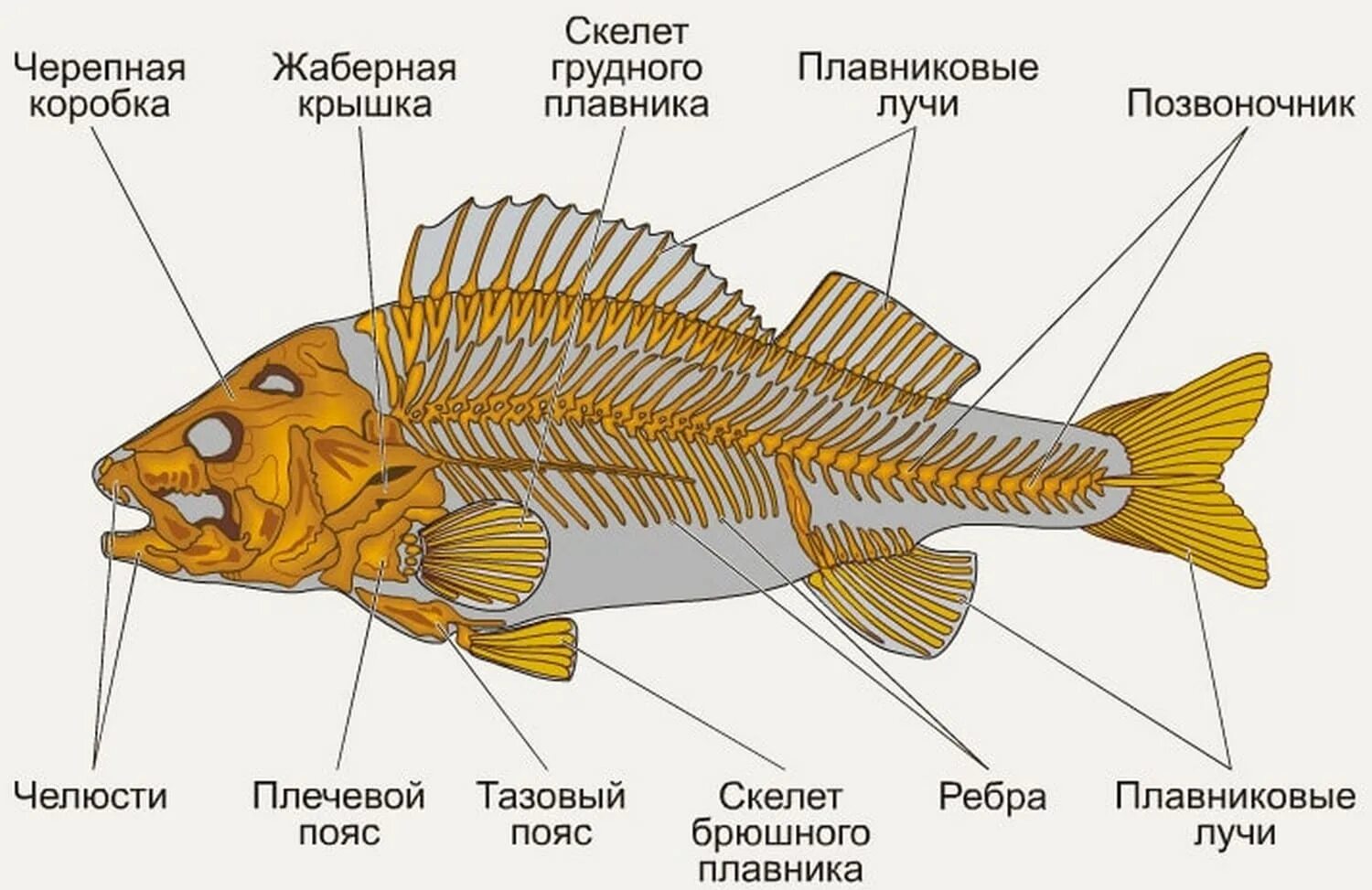 Какие отделы тела имеет рыба. Строение скелета костистой рыбы. Опорно двигательная система система рыб. Опорнодвмгаиельная система костных пыб. Скелет костной рыбы 7 класс биология.