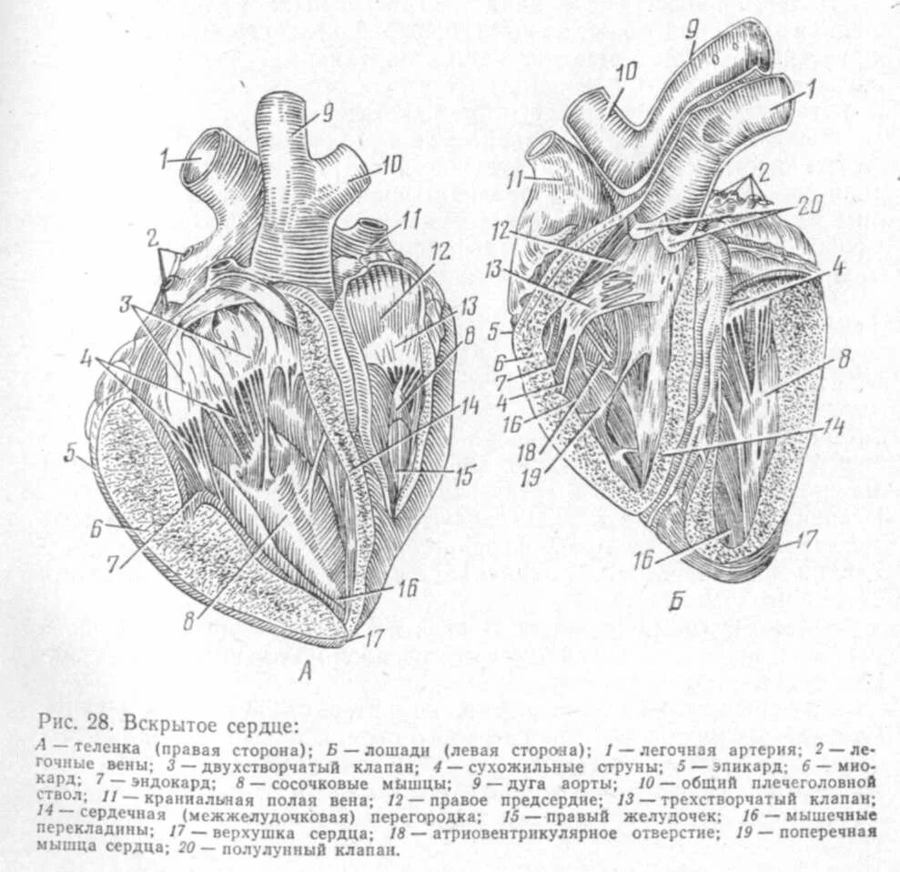 Строение сердца крупного рогатого скота. Строение сердца КРС анатомия. Строение сердца коровы анатомия. Строение сердца КРС схема. Предсердие у животных