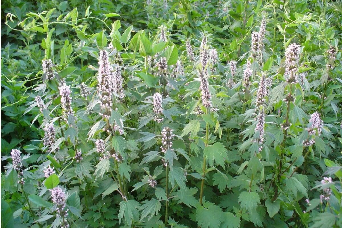 пустырник обыкновенный (leonurus cardiaca). пустырник сердечный самарский. пустырник пятилопастный. пустырник сердечный. пустырник сердечный ( обыкновенный).