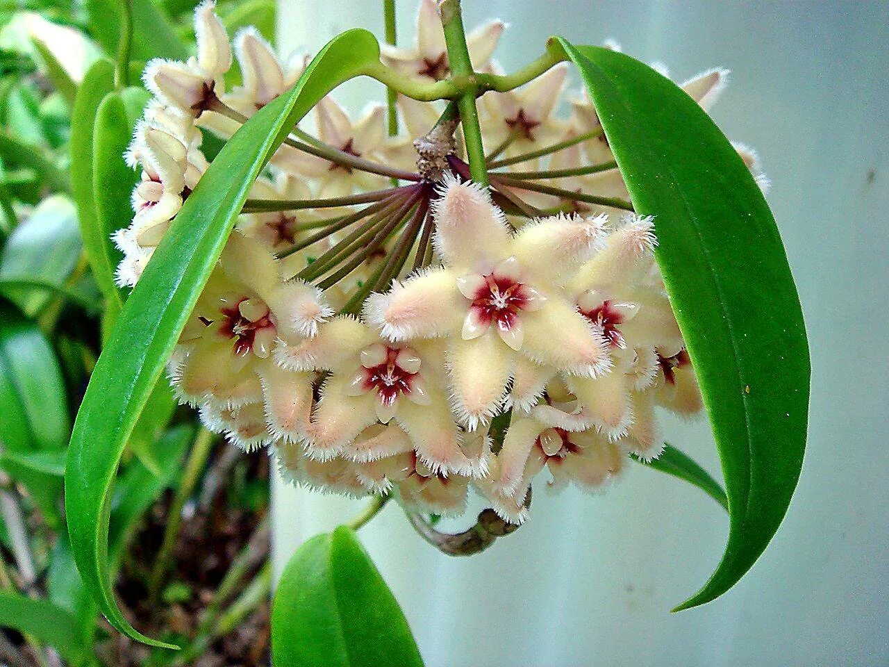 Хойя восковой плющ. Цветок Хойя Карноза. Хойя буотти Hoya buotii. Хойя Карноза (восковой плющ). Хойя как ухаживать