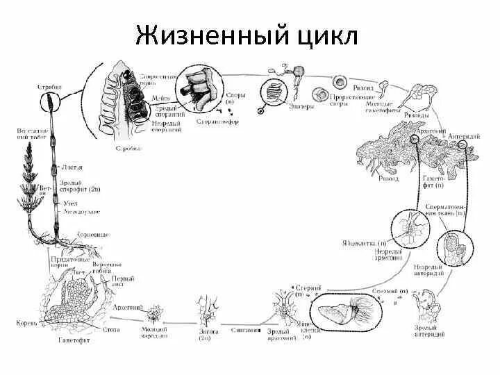 Рассмотрите схему жизненного цикла хвоща установите. Цикл развития хвоща полевого схема. размножение хвоща полевого схема. цикл развития хваощаполевого. схема цикла полевого хвоща.
