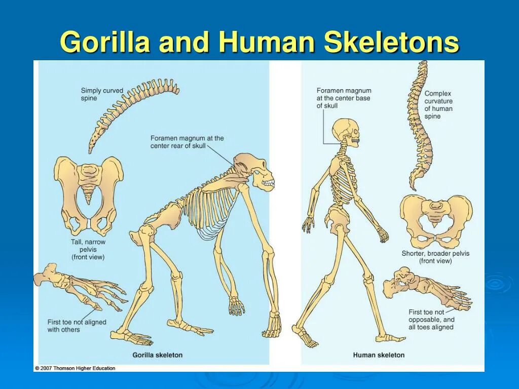 Скелет гориллы и человека сравнение. Скелет человека и примата. Сравнение скелета человека и приматов. Сходство строения скелета человека и гориллы. Шимпанзе передняя конечность