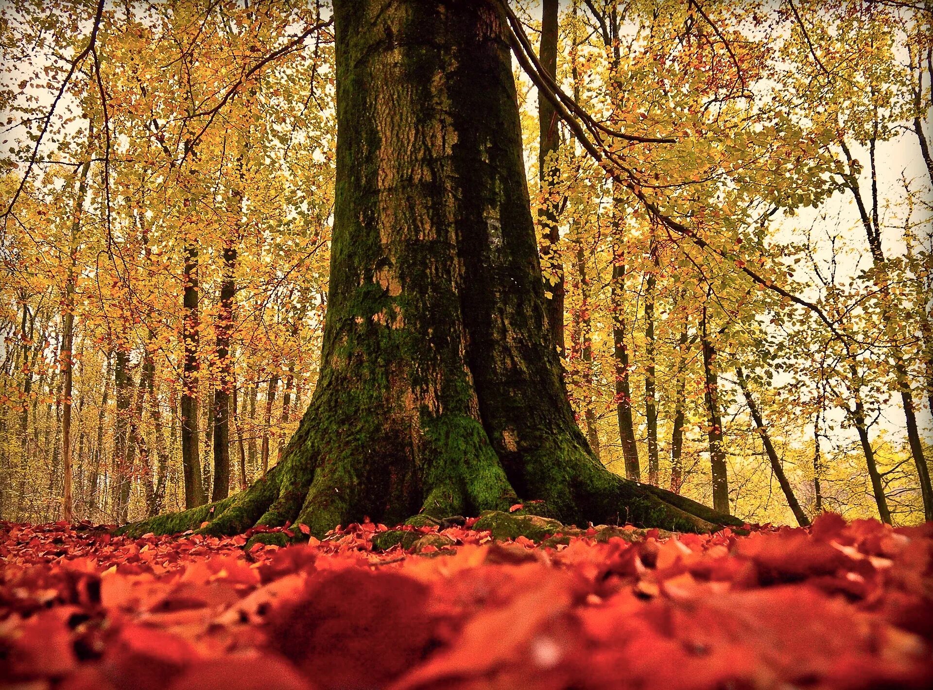 Может ли вас взволновать красота осеннего леса. Осеннее дерево. Осень деревья. Деревья осенью. Стволы деревьев осенью.