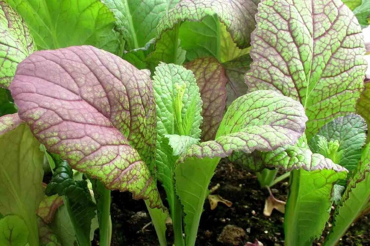 Горчица зелень. Горчица листовая (brassica juncea l. Горчица листовая салатная. Горчица салатная волнушка. Листья свеклы для салата.
