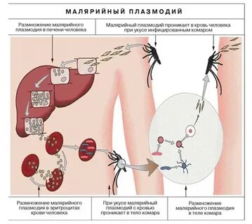 Заражение малярией