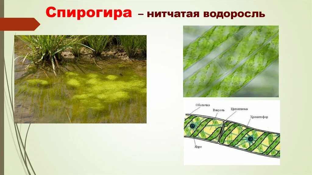 Спирогира представитель. Нитчатая водоросль спирогира. Зеленые водоросли спирогира. Спирогира зеленая нитчатая водоросль. Харовой водоросли спирогиры.