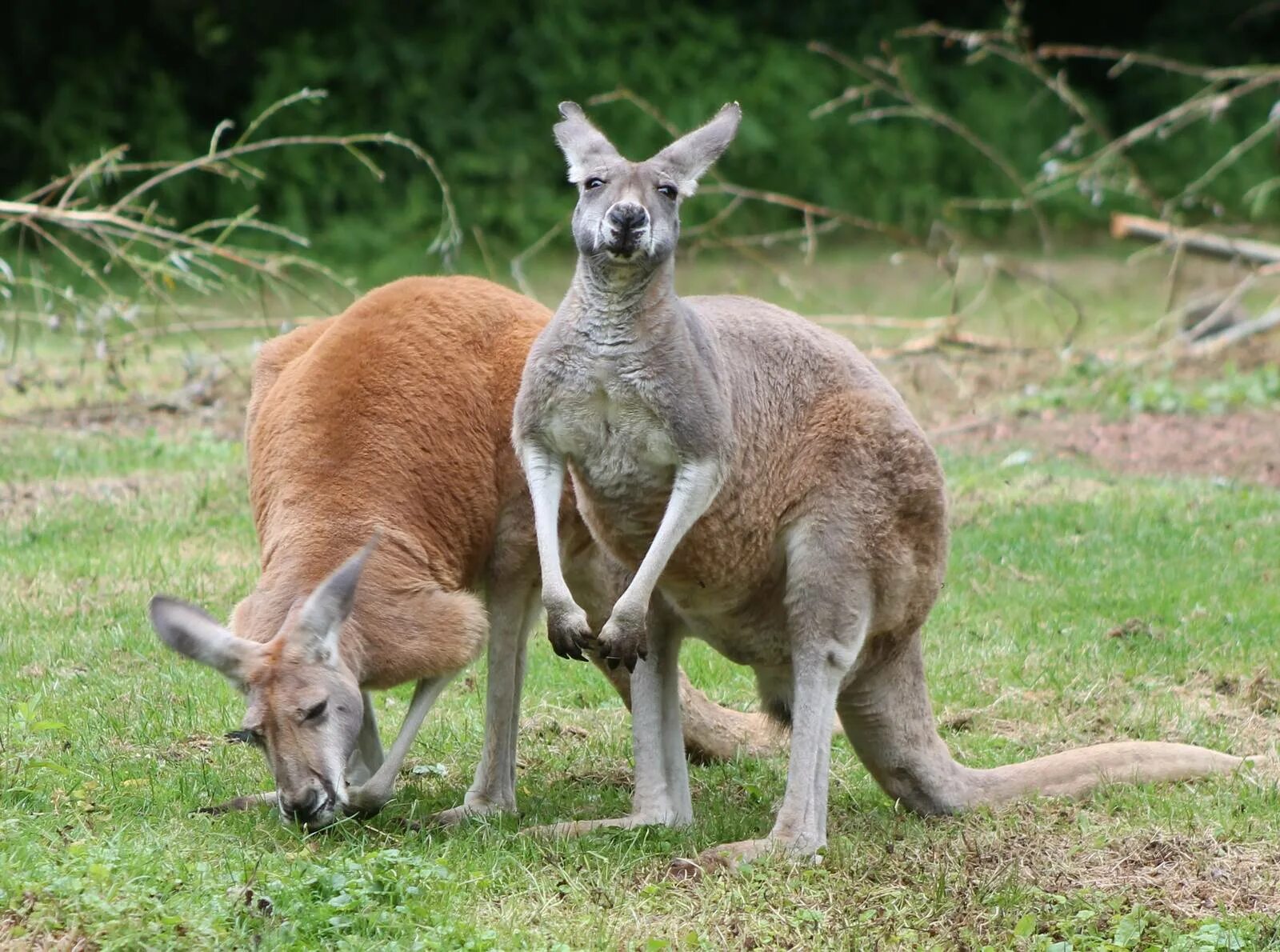 Красный кенгуру в Австралии. Сумчатые кенгуру. Рыжий кенгуру Австралии. Гигантский рыжий кенгуру (Red-Grey Kangaroo). Кенгуру гранди