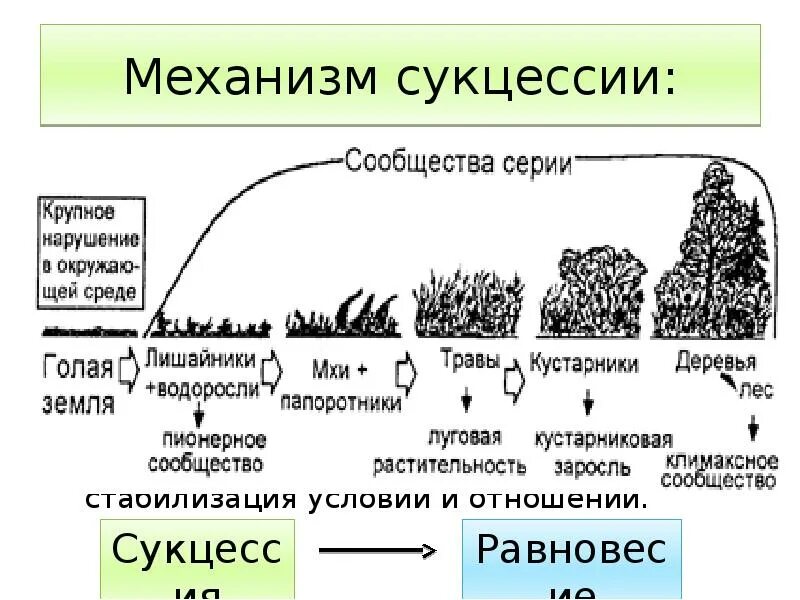 Последовательность этапов сукцессии. Экологическая сукцессия первичная сукцессия вторичная сукцессия. Стадии вторичной сукцессии. Классификация сукцессий схема. Этапы вторичной сукцессии.