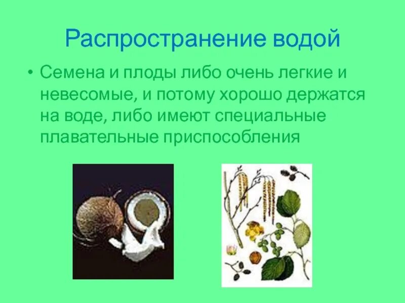 Распространение семян неживой природы. Распространение семена и плода биология. Распространение плодов 6 класс биология. Распространение плодов и семян 6 класс биология. Распространение семян 6 класс биология.