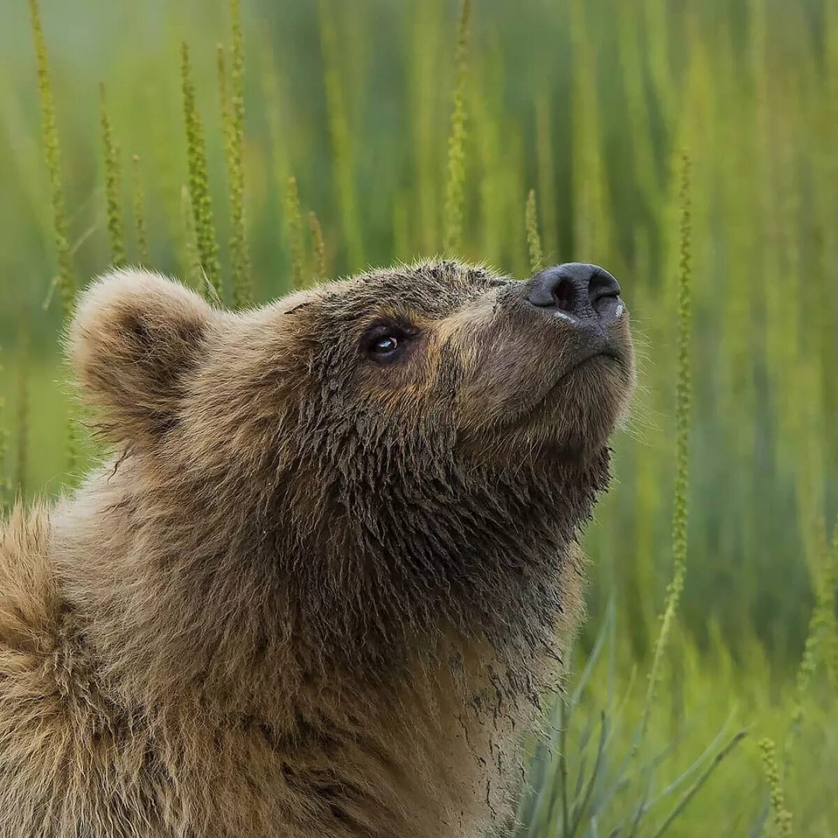 Среда обитания бурого медведя. Тянь-шанский бурый медведь. Ареал обитания бурого медведя. Местообитание бурого медведя. Ареал обитания бурого медведя.