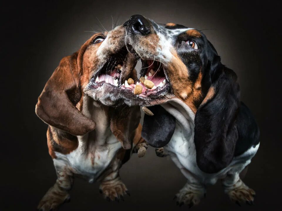 50+ Purrfect Dog Photos By This Photographer Whose Mentor is A Dog Dog photos, C