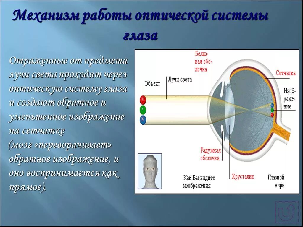 Регулирует количество света проходящего в глаз. Оптическая система глаза. Строение оптической системы глаза. Механизм работы глаза. Схема прохождения света через оптическую систему глаза.