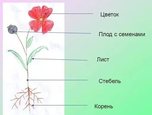 Части растения. Название частей растения. Изучаем части растений. Строение растения. Какие части ты видишь у растения