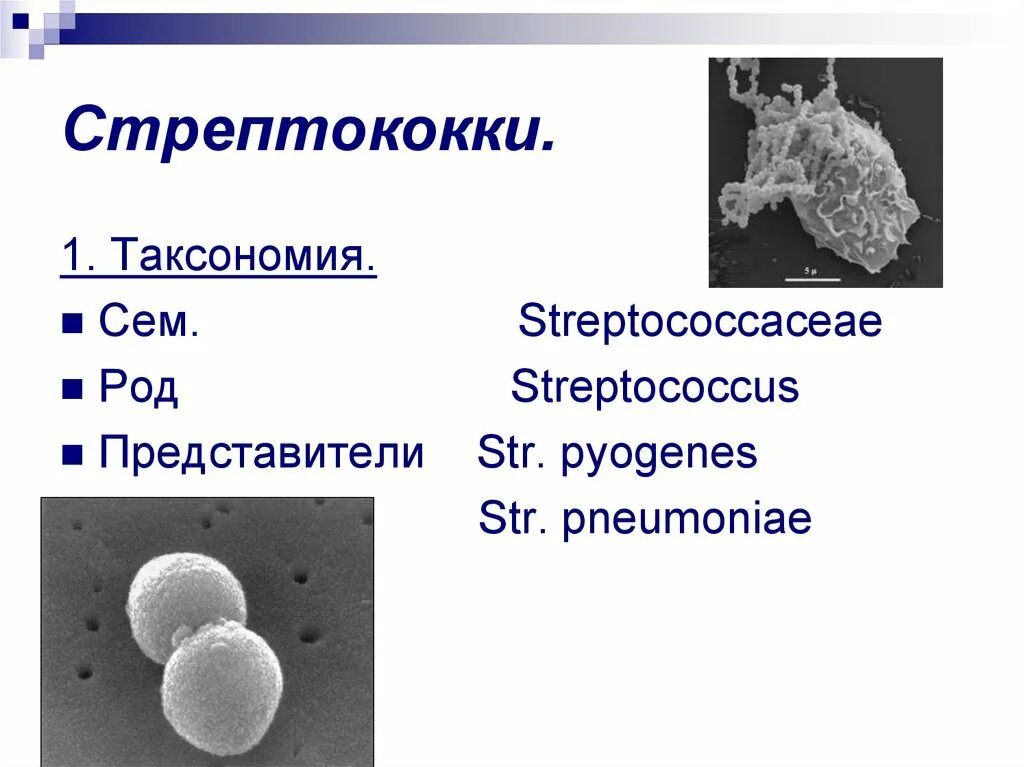 Стрептококки представители