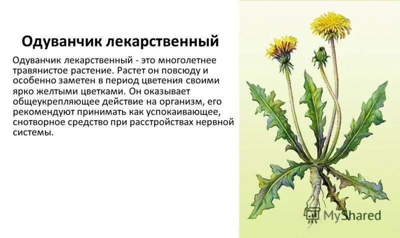 Лекарственное растение 3 класс окружающий мир сообщение. Классификация растений одуванчик обыкновенный. одуванчик лекарственный описание. лекарственные растения рисунок и описание. одуванчик травянистое растение описание.