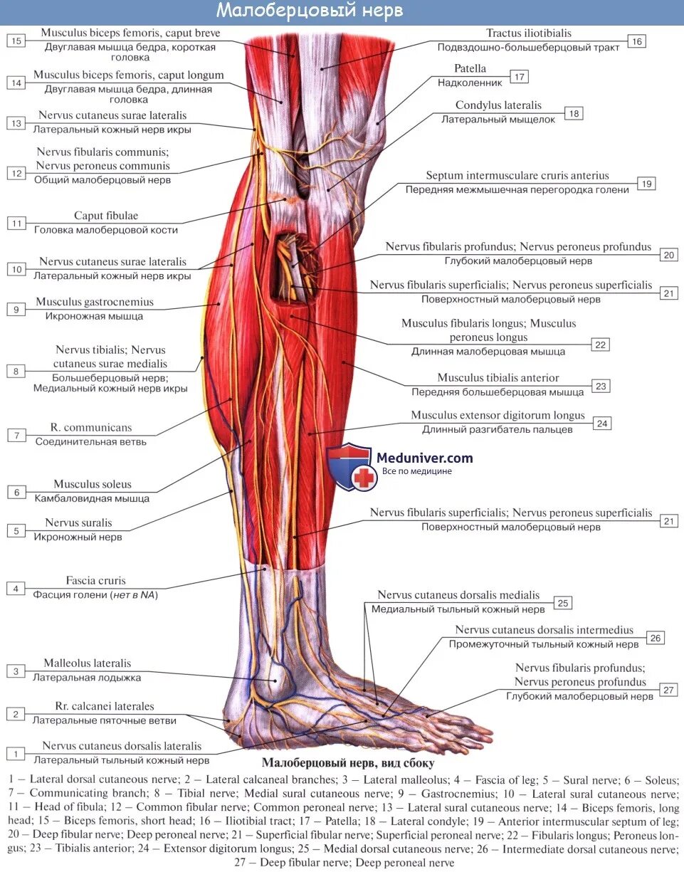 Большеберцовая нейропатия. Малоберцовый нерв анатомия топография. Общий малоберцовый нерв анатомия схема. Общий малоберцовый нерв анатомия. Малоберцовый нерв ноги анатомия.