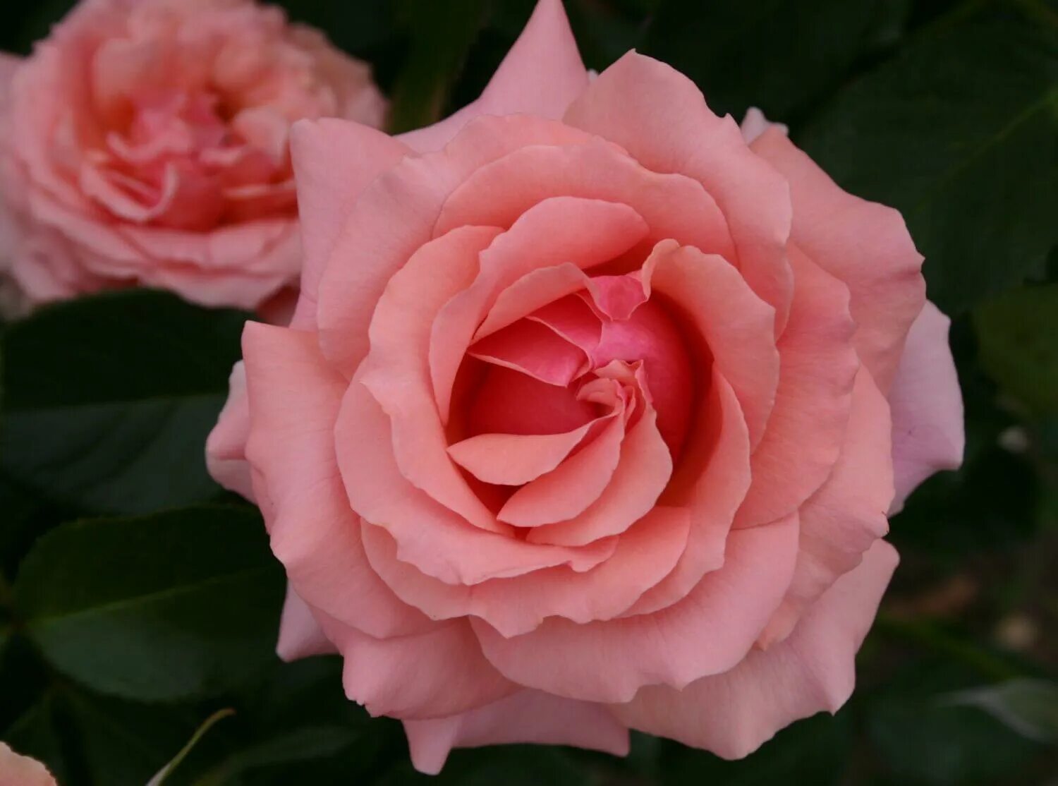 Rose poetry. Rose poetry. Rose poetry. Rose poetry. Роза poesie (чайно-гибридная).