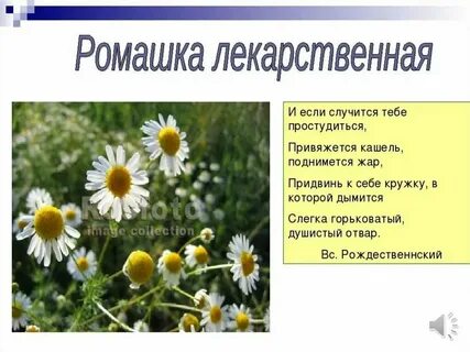 Лекарственные растения краснодарского края фото