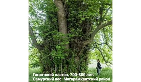 Более 700 лет