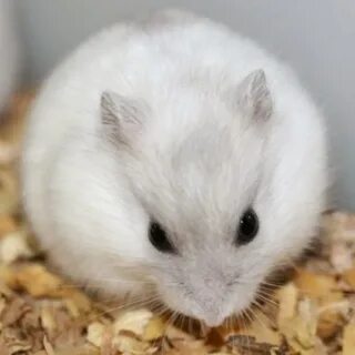 Хомяк белого цвета