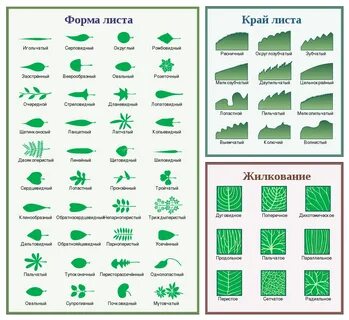 Тип края листа
