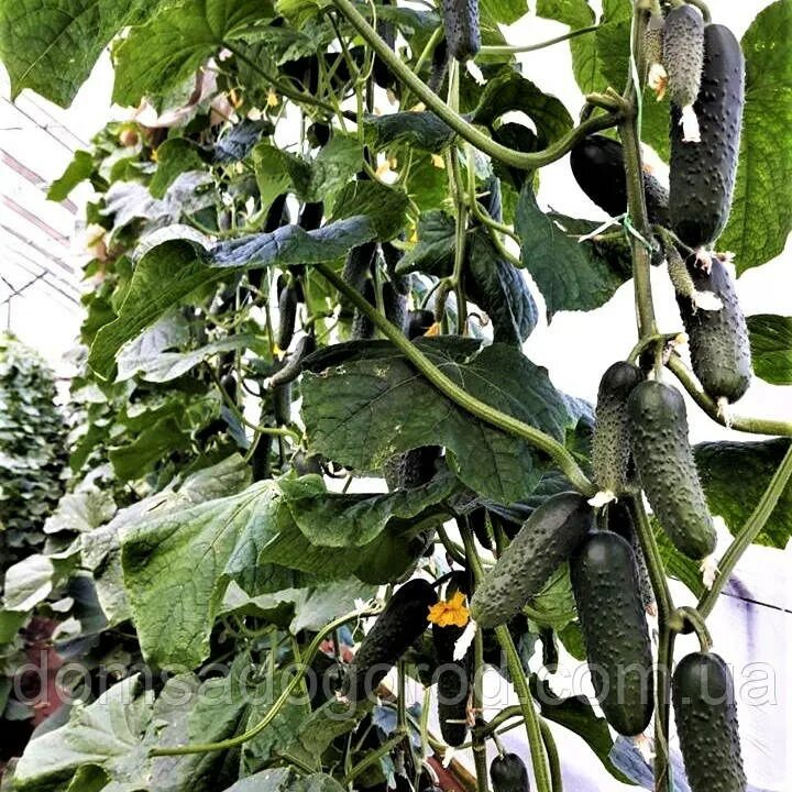 Огурец гуннар описание сорта фото. Огурец гуннар f1 фото. Огурец сорт гуннар. Огурец гуннар f1 фото. Огурец сорт гуннар.