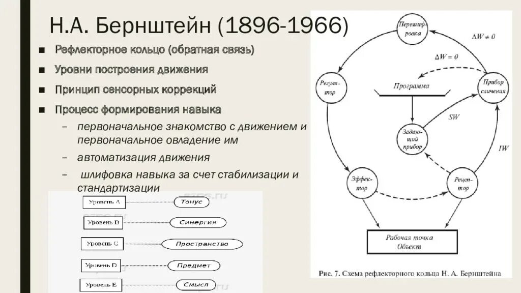 Рефлекторного кольца а.н Бернштейна. Теория рефлекторного кольца Бернштейна. Схема рефлекторного кольца н. а. Бернштейна. Схема рефлекторного кольца Бернштейна.