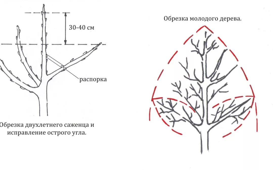 Схема обрезки яблони весной. Схема обрезки плодовых деревьев весной. Схема обрезки плодовых деревьев осенью. Подрезка яблонь весной схема.