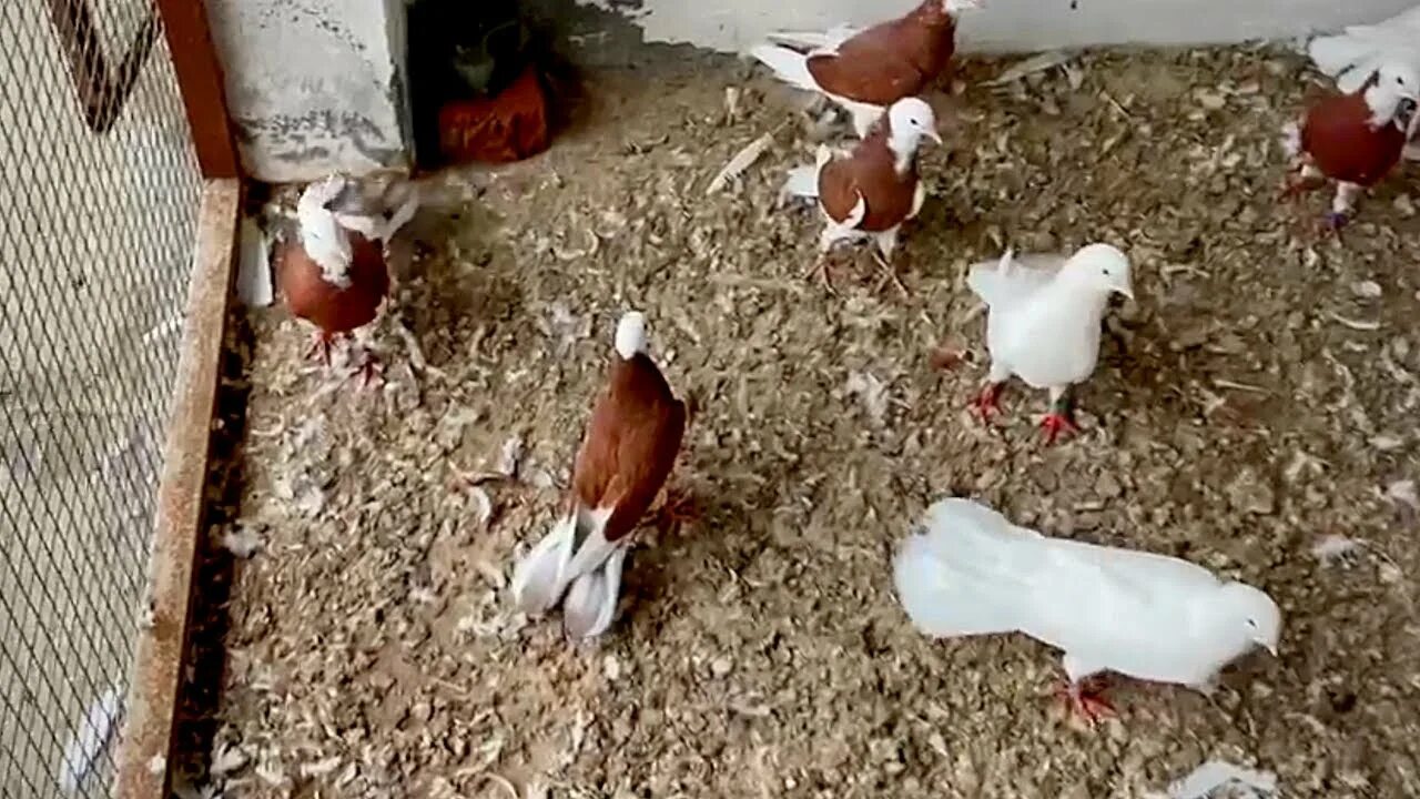 Голубей широкохвостых