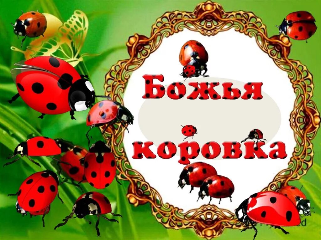 Рассказ о божьей коровке. Презентация на тему божья коровка. Презентация божья коровка для дошкольников. Презентация божья коровка для дошкольников. Божья коровка краткое описание.